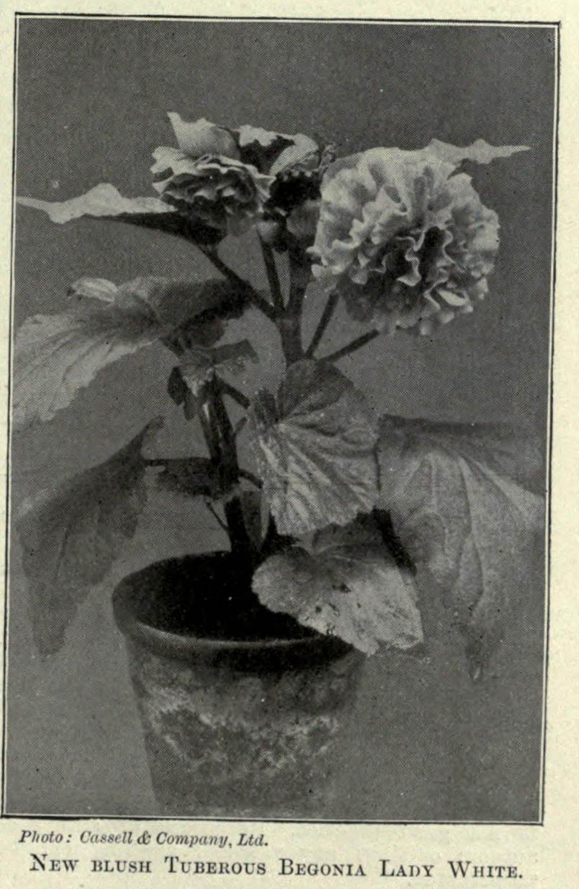 B. ‘Lady White’